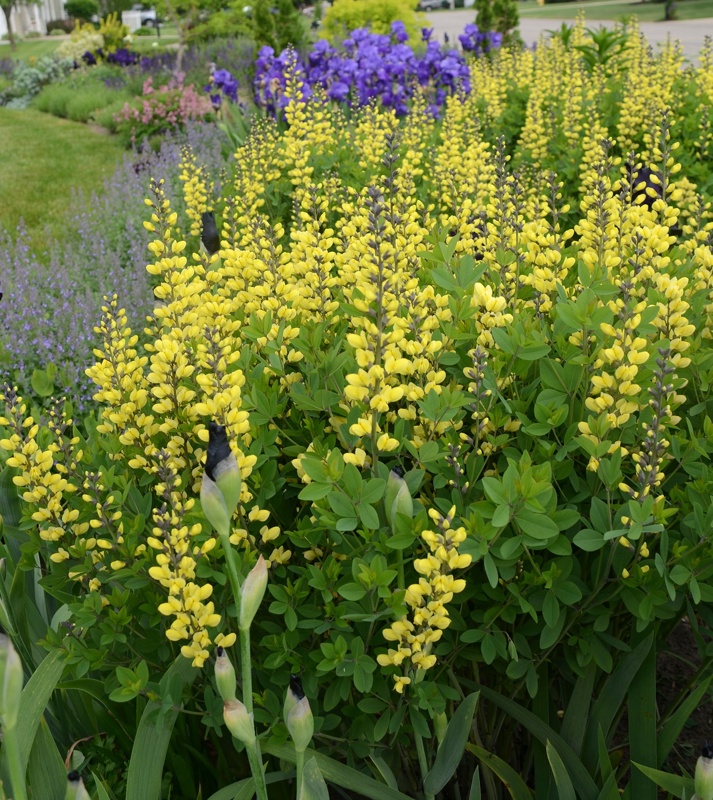 BAPTISIA BAREROOT - LEMON MERINGUE