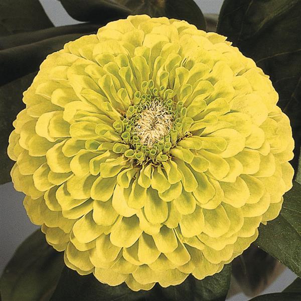 ZINNIA - BENARY LIME