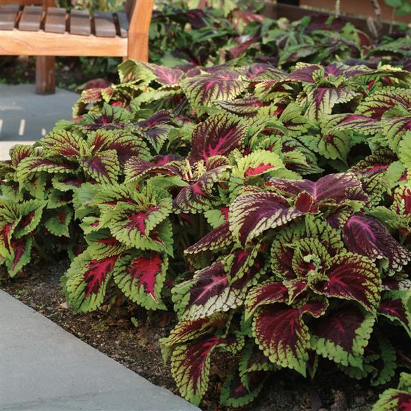 COLEUS