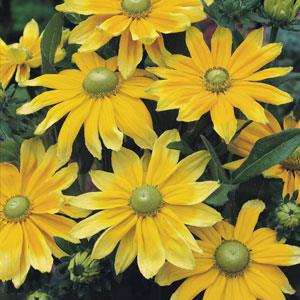 RUDBECKIA - PRAIRIE SUN