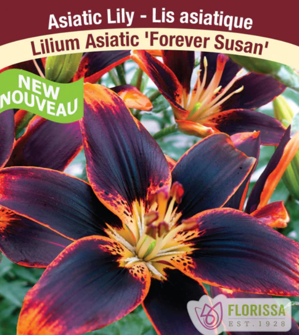 LILY - FOREVER SUSAN
