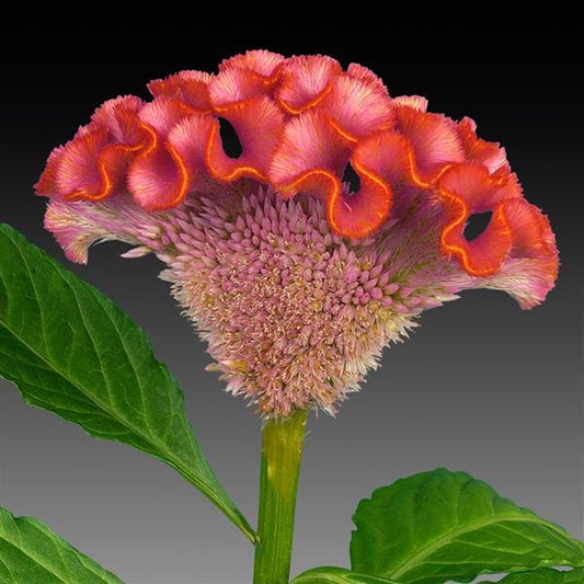 CELOSIA - ACT RIMA ROSE