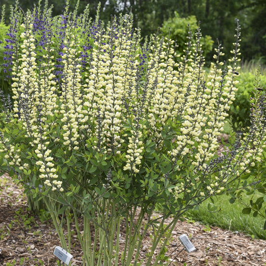 BAPTISIA BAREROOT - DECADENCE VANILLA CREAM