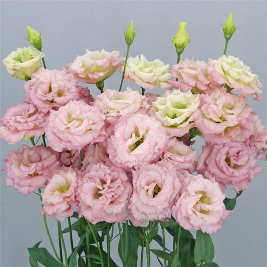 NEW FOR 2025: CELEB 1 - AURORA PINK