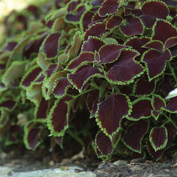 COLEUS