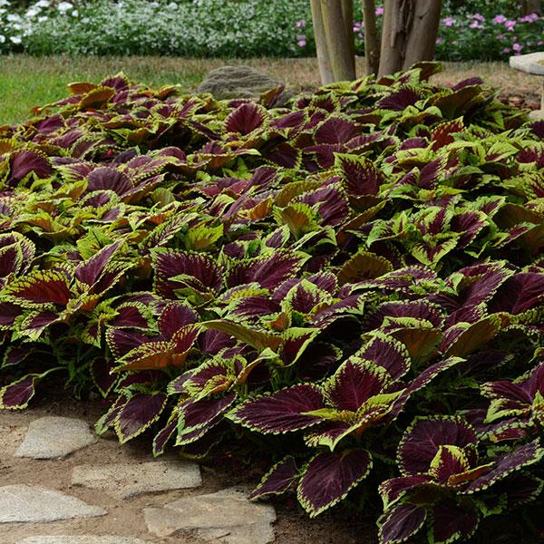 COLEUS