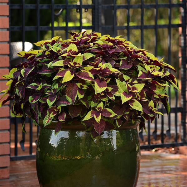 COLEUS