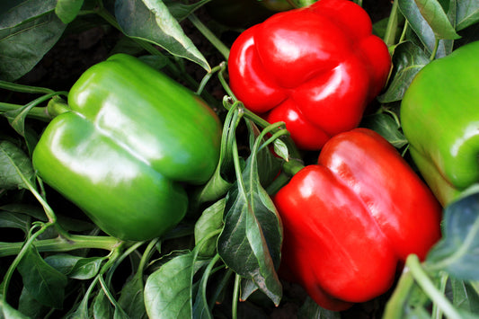 PEPPER - MAJESTIC RED