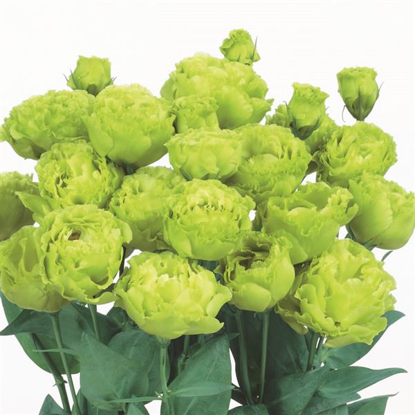 NEW FOR 2025: ROSANNE 2 - CLEAR GREEN