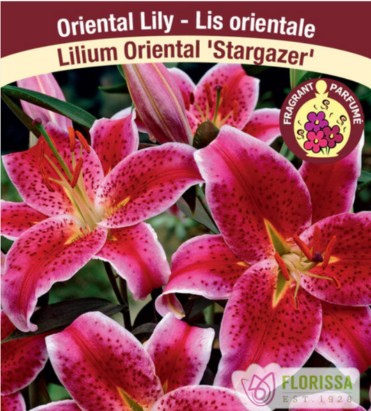 LILY - STARGAZER